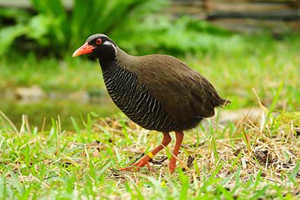 ヤンバルクイナ