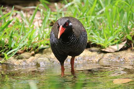 ヤンバルクイナ